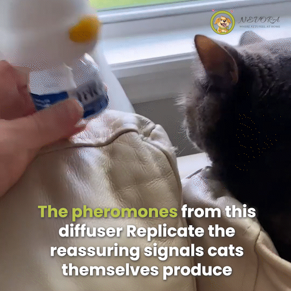 Nevora™ - Cat Calming Kit